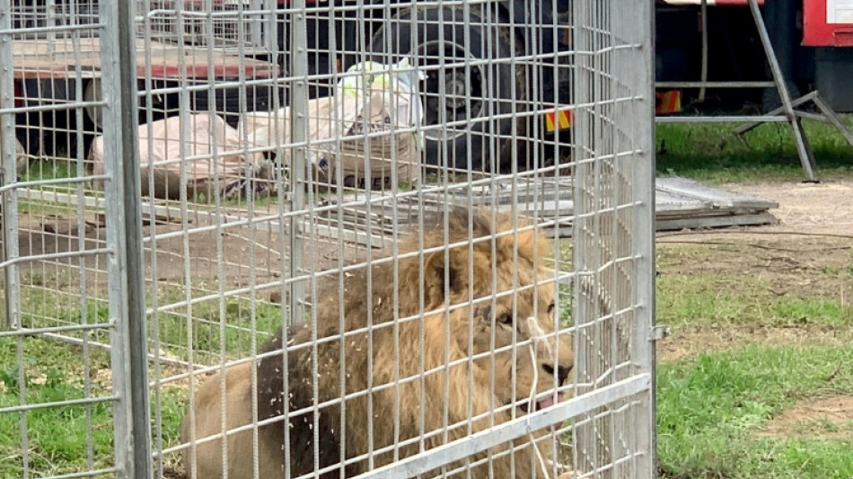 Alerta en Italia por un le&oacute;n que escap&oacute; varias horas de un circo