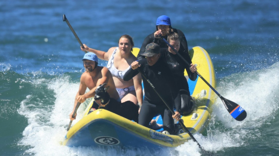 Des ch&egrave;vres qui surfent ? En Californie, les biquettes rel&egrave;vent le d&eacute;fi