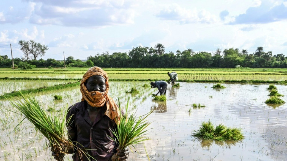 El arroz alcanza su precio mundial m&aacute;s alto en 15 a&ntilde;os, seg&uacute;n FAO