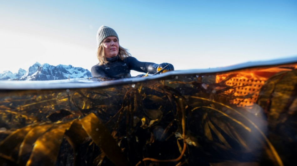 En el norte de Noruega, las algas como bocado gastron&oacute;mico