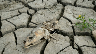 Una cuarta parte de la fauna de agua dulce amenazada de desaparici&oacute;n, seg&uacute;n un estudio