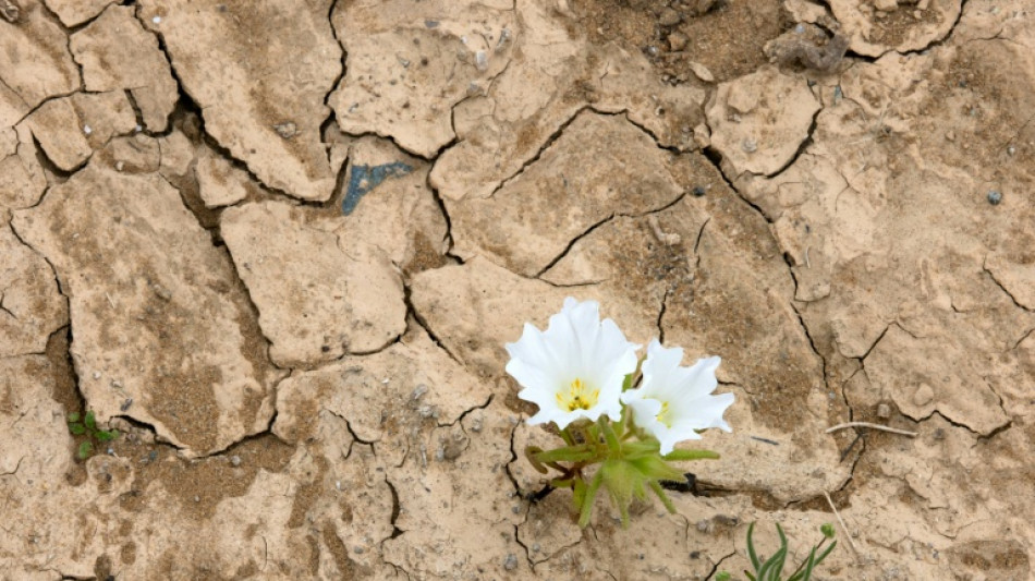 Chile's Atacama Desert blossoms with life after El Nino rains