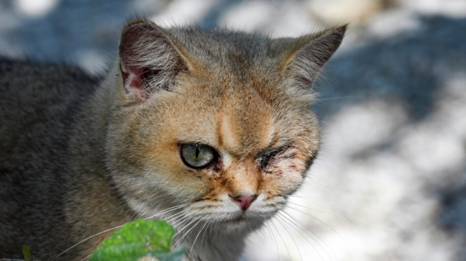 Defensores de los gatos en China luchan para evitar el tr&aacute;fico ilegal de su carne