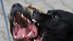 Aggressiver Pitbull verletzt in niedersächsischem Oldenburg sechs Menschen