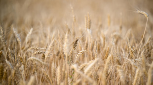 La Fao riconosce la comunit&agrave; di Pollica come Eroe del Cibo