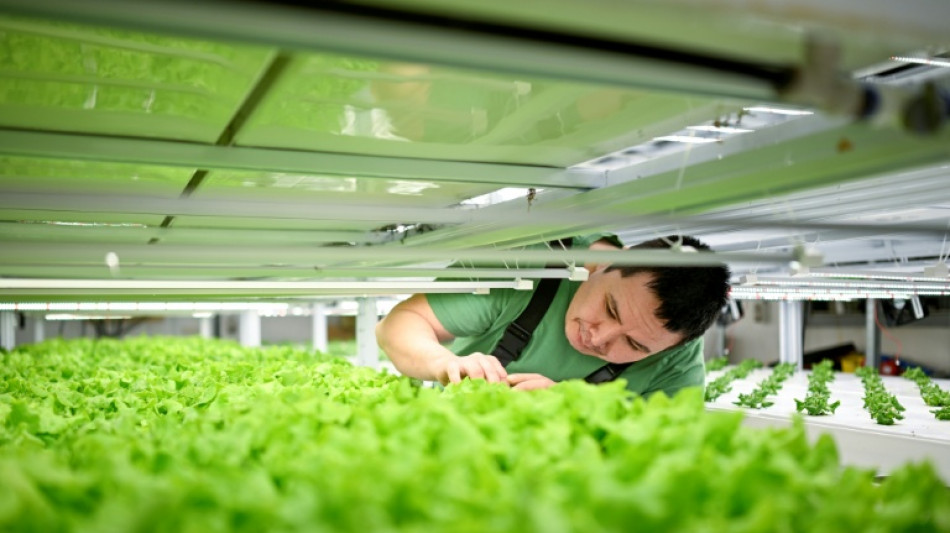 Greenland entrepreneur gambles on leafy greens