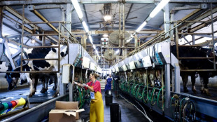 Voluntarios israel&iacute;es suplen a trabajadores agr&iacute;colas muertos o secuestrados por Ham&aacute;s