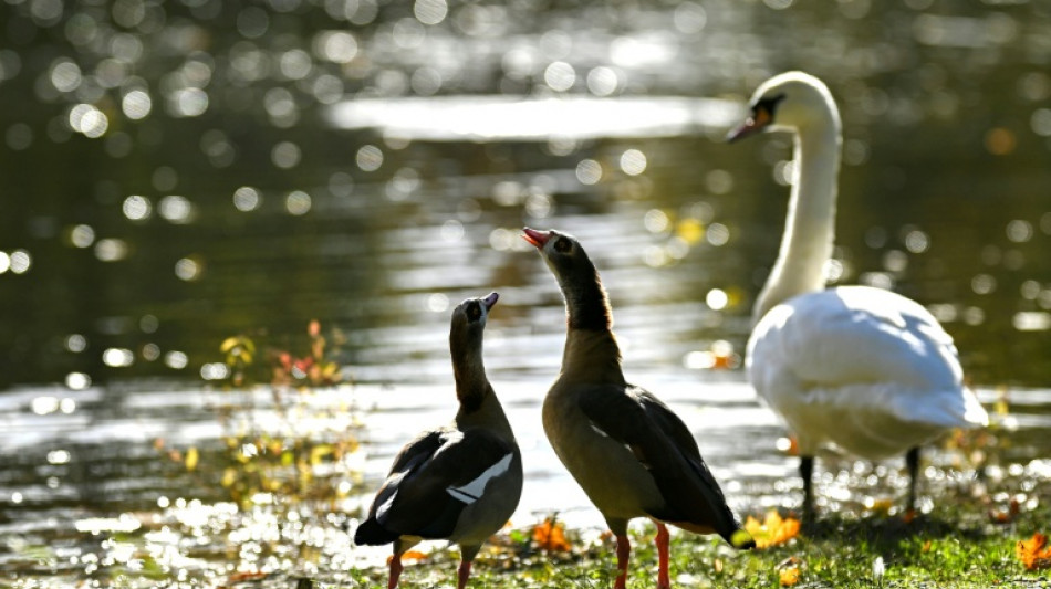 Tödliche Armbrustattacken auf Wasservögel an Mosel: Ermittlungen gegen 42-Jährigen