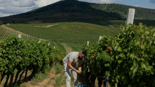 Ukraine winemakers defy war to make a splash at home