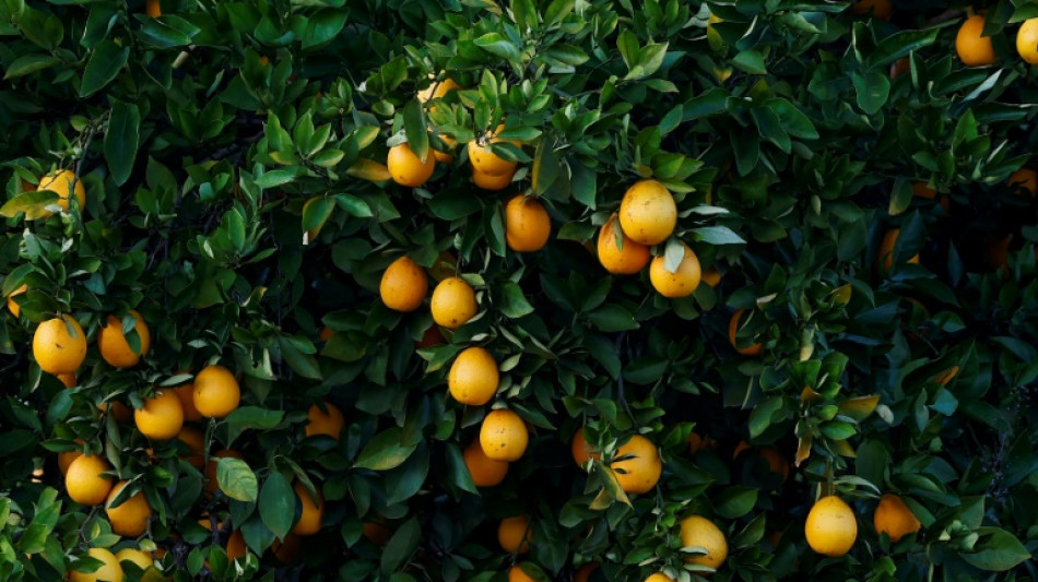 Verband: Mercosur-Abkommen macht Orangensaft "perspektivisch" wieder günstiger
