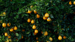 Verband: Mercosur-Abkommen macht Orangensaft "perspektivisch" wieder günstiger