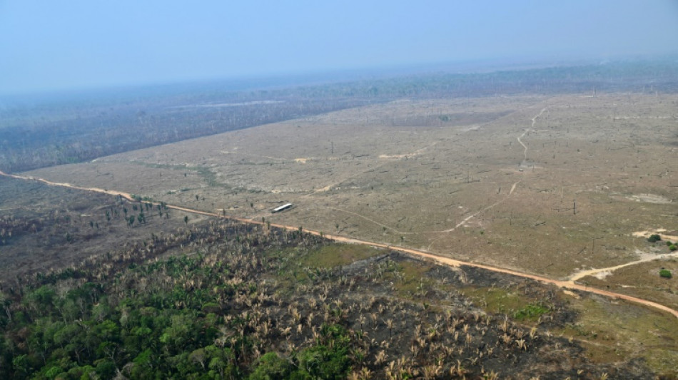 La deforestaci&oacute;n fragmenta la Amazonia y a&iacute;sla el 23% de sus bosques, dice un estudio
