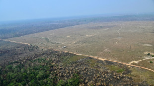 La deforestaci&oacute;n fragmenta la Amazonia y a&iacute;sla el 23% de sus bosques, dice un estudio