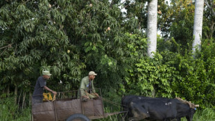 Du tracteur aux boeufs, l'agriculture cubaine face au manque de carburant