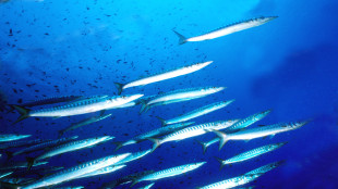 L'oceano Atlantico cambiato da un'ondata di calore marina di oltre 20 anni fa