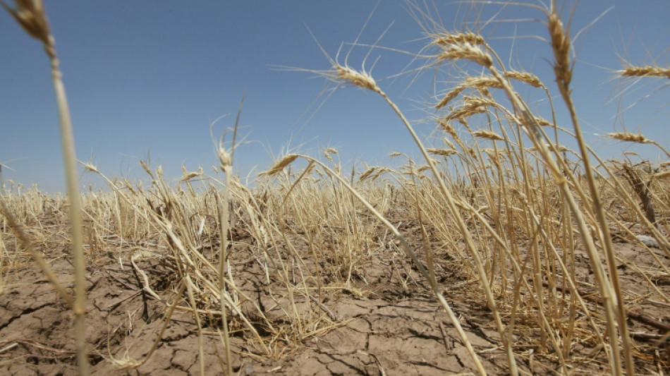We may be underestimating the climate risk to crops: researchers