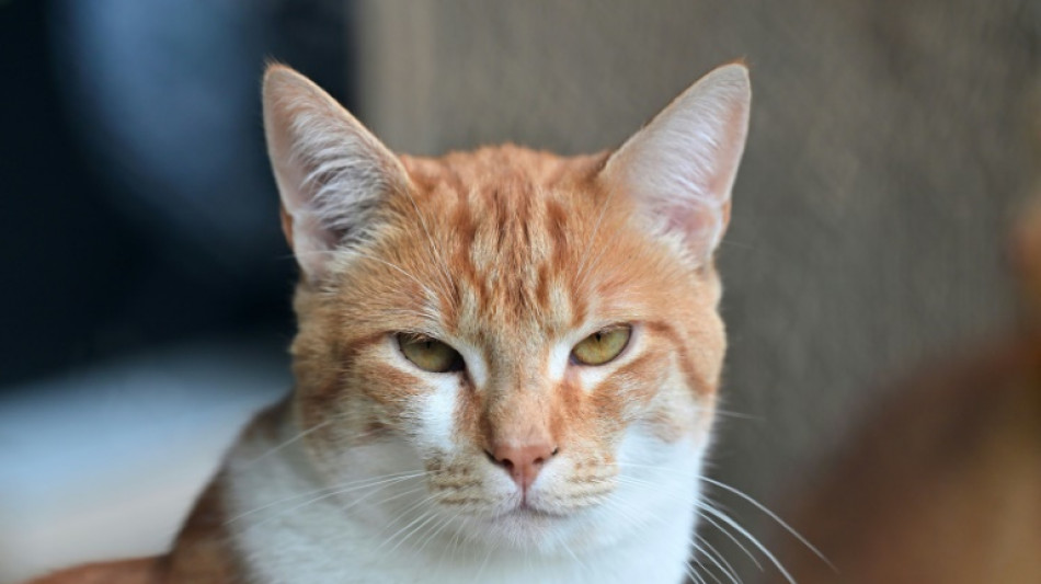 Des croquettes médicaments pour chats malades mais récalcitrants