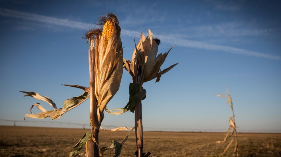 Farmers in US Midwest struggle amid prolonged drought