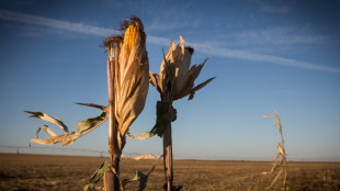 Farmers in US Midwest struggle amid prolonged drought