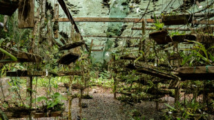 Botanists comb Gabon's rich rainforests with nature on the line