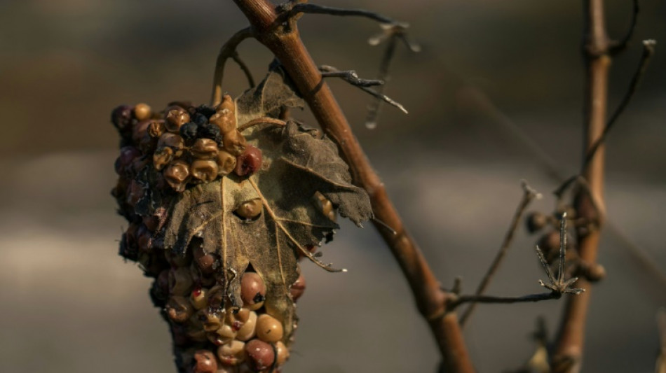 Sur les vignobles sinistrés par le feu, la ministre de l'Agriculture exprime "la solidarité nationale"