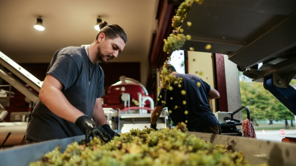D&eacute;but des vendanges dans le Bordelais : des raisins gorg&eacute;s de soleil, un mill&eacute;sime prometteur