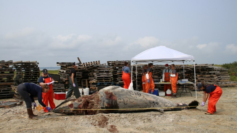 "Salven a las ballenas": detractores de la energ&iacute;a e&oacute;lica crecen en las costas de EEUU