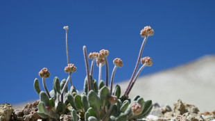EEUU autoriza mina de litio en la tierra de una flor &uacute;nica en el mundo