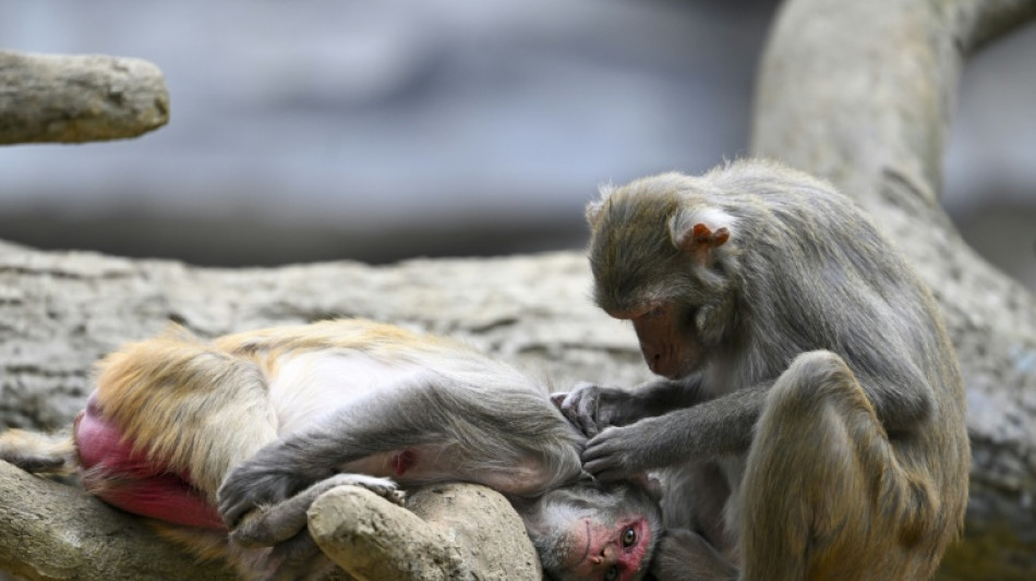 Scientists reveal what drives homosexual behaviour in primates