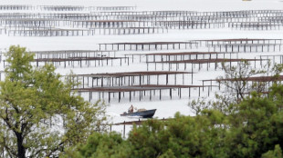 H&eacute;rault: les coquillages de l'&eacute;tang de Thau de retour sur les &eacute;tals apr&egrave;s la fin de la contamination