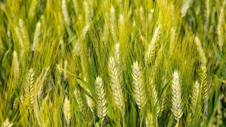 Istituita la Commissione Unica Nazionale (Cun) Grano duro