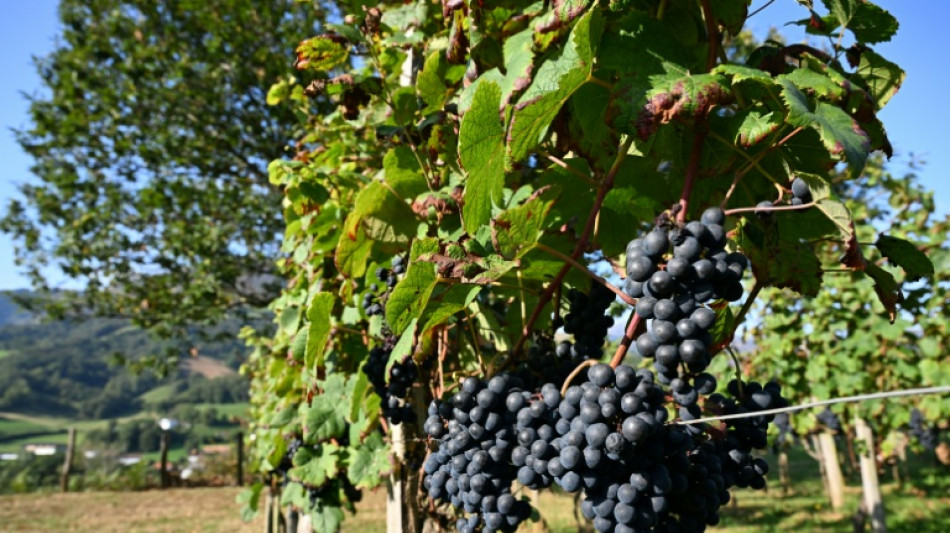 Estimations de vendanges 2025 revues à la baisse, proches du faible volume de 2024