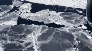 Emperor penguin populations declining faster than expected