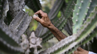 La agroecolog&iacute;a, un arma contra la desertificaci&oacute;n en noreste de Brasil