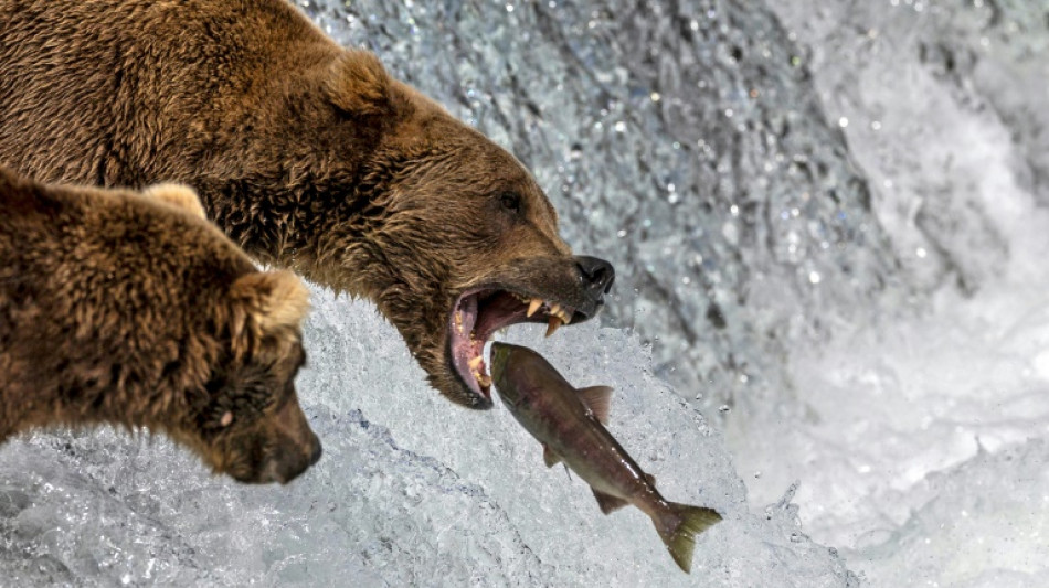 Voting opens in Alaska's annual Fat Bear Week