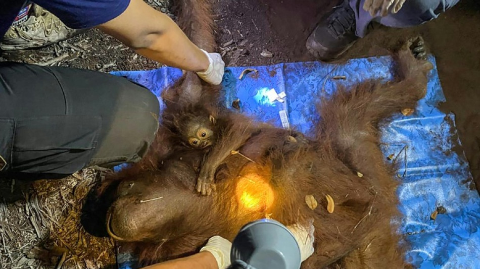 Indon&eacute;sie : deux orangs-outans secourus &agrave; Born&eacute;o au milieu des fum&eacute;es d'incendie