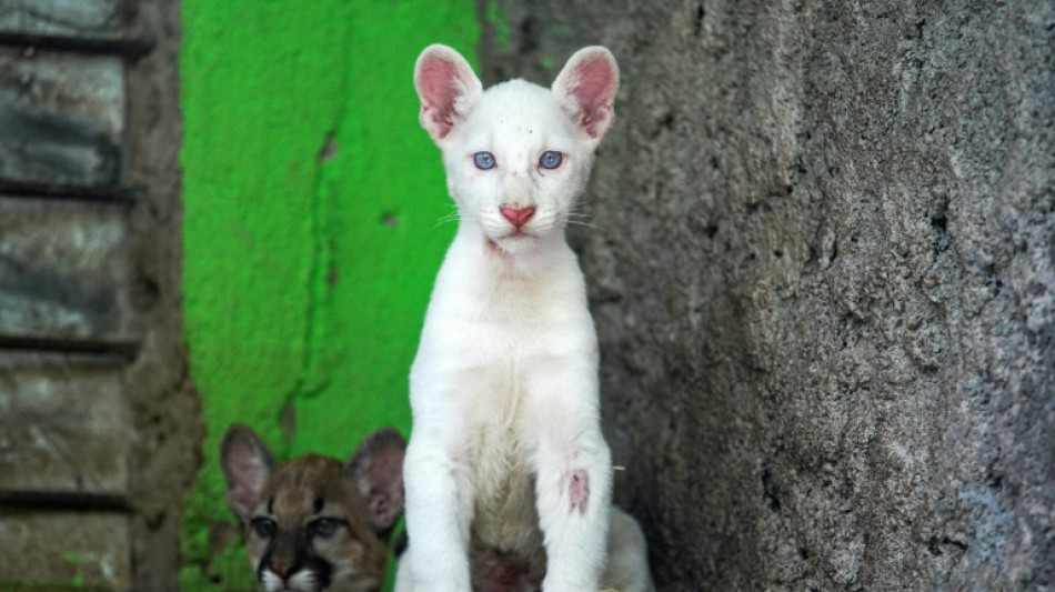 Zool&oacute;gico de Nicaragua abre sus puertas para exhibir a su raro puma albino