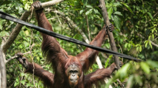 Indonesia rescata a una orangutana y a su cr&iacute;a en la isla de Borneo